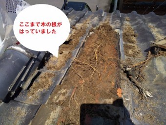 笠間市で化粧棟から木?隅棟から草?木の根が・・・