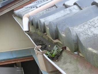 集水器に雑草が生え雨水が排出できない