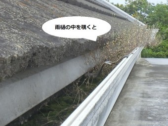 大型雨樋の中から植物が生えている