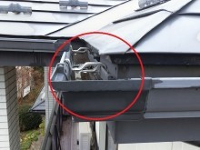 雨樋水たまり3