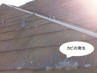 軒先を中心に白カビが発生している下妻市の現場屋根