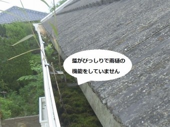 雨樋の中に苔がびっしり生えている
