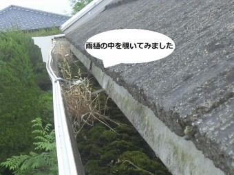 雨樋の中を覗くと大量の苔が流水を遮断しています
