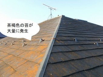 茶褐色の苔が大量に発生している下妻市の現場屋根