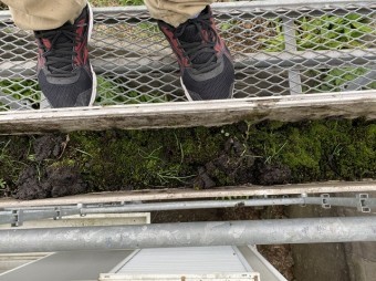足場に乗り大型雨樋を覗き込むと苔がビッシリ詰まっている