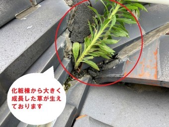 化粧棟と隅棟の間から草が生えています