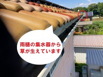 古河市のお客様の屋根点検の際に見つけた集水器から草が生えている画像