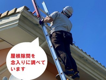 古河市のお客様は屋根に住み着いたスズメの声がうるさいので、屋根の調査を梯子を使用し隅々まで調査いたします