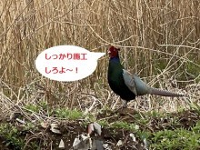 施工中にすぐ近くまで寄ってきたキジ