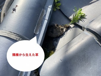 笠間市で化粧棟から木?隅棟から草?で隅棟から生えた草