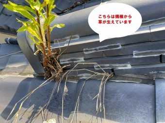 笠間市で化粧棟から木?隅棟から草?で隅棟から生えた草