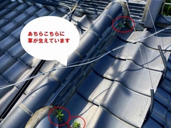 笠間市で化粧棟から木?隅棟から草?化粧棟から生えた草