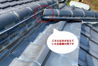 笠間市で化粧棟から木?隅棟から草?できが生えていた化粧棟です