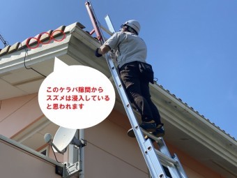 古河市のお客様の屋根は洋瓦でスズメはケラバ瓦と破風板の隙間から浸入したと考えられます