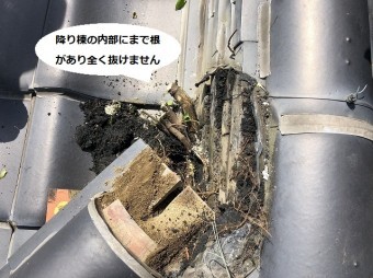 化粧棟と降り棟の緩衝部に根付いた木