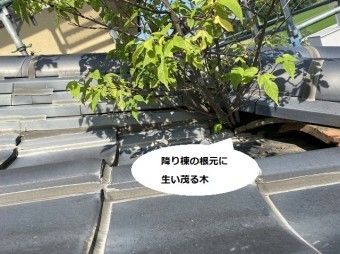 降り棟の根元に生い茂る木