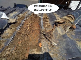 笠間市の現場の化粧棟内部の葺き土に根付いていた根