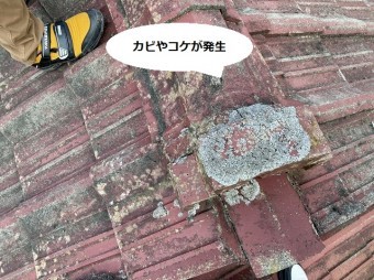 水戸市のセメント瓦に付着した大量のカビと苔