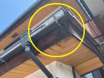雨樋破損を放置した結果鼻隠しや軒天にまで被害が広がる