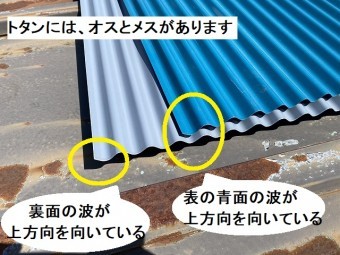 トタンにはオスとメスがある事を解説