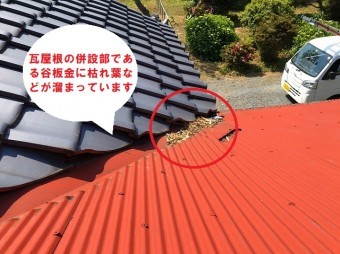 水戸市でのトタン屋根葺き替え依頼のお家は母屋に併設するトタン屋根の谷板金に枯れ葉が溜まっています