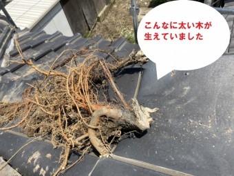 笠間市で化粧棟から木?隅棟から草?で姿を現した木