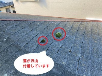 藻がスレート屋根に付着しています