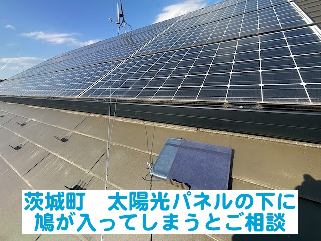 茨城町　太陽光パネルの下に鳩が入ってしまうとお困り｜鳥対策のご相談