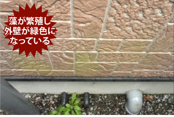藻が繁殖して緑色になった外壁