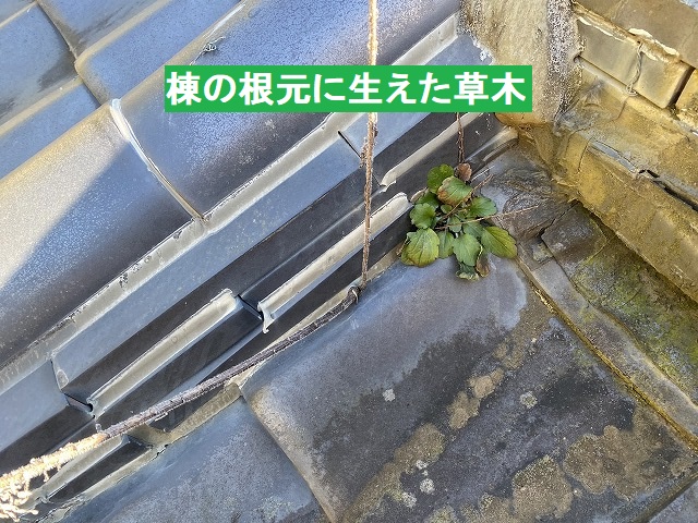 鉾田市の現場で確認した棟の根元に生えた草木