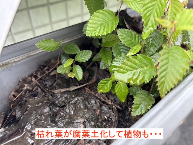 枯れ葉が腐葉土化して詰まった雨樋