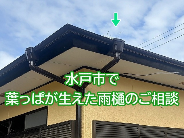 水戸市　雨樋から葉っぱが少し見える？中は植木鉢状態に詰まっています