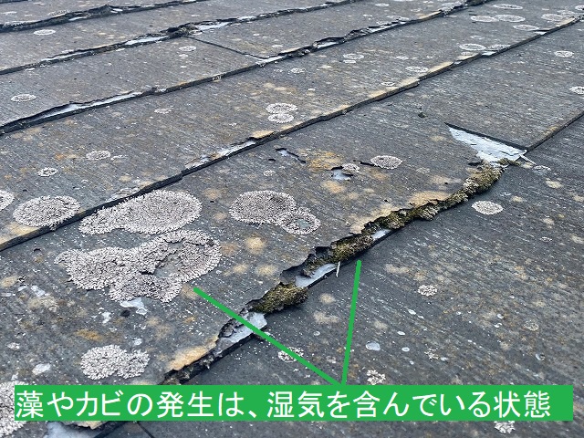 屋根材に発生している藻やカビ