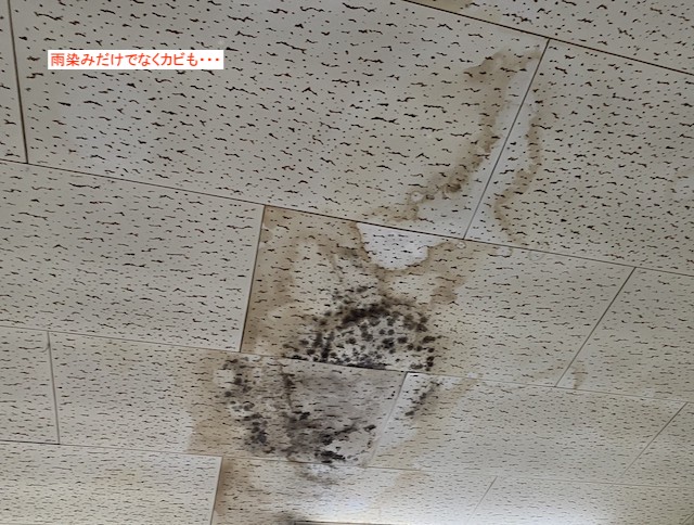 日立市のビルの雨漏りは天井にもカビが発生