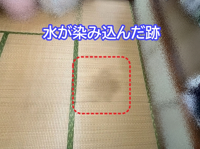 雨染みが広がった天井の下の畳にも水が染み込んだ痕跡