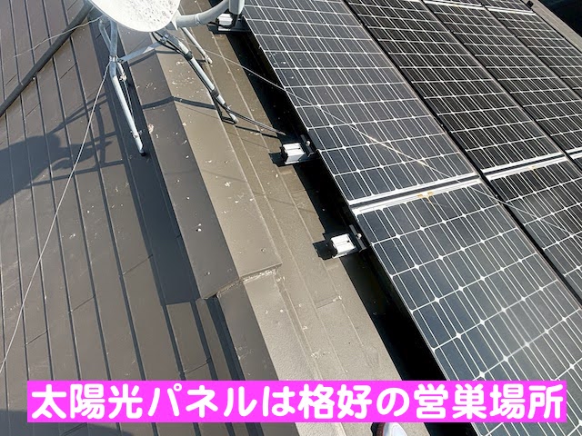 茨城町　太陽光パネルの下に鳩が侵入　調査した太陽光パネルの写真
