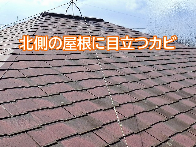 乾きにくいスレート屋根の北面に目立つカビ