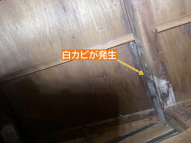 天井裏に発生した白カビ