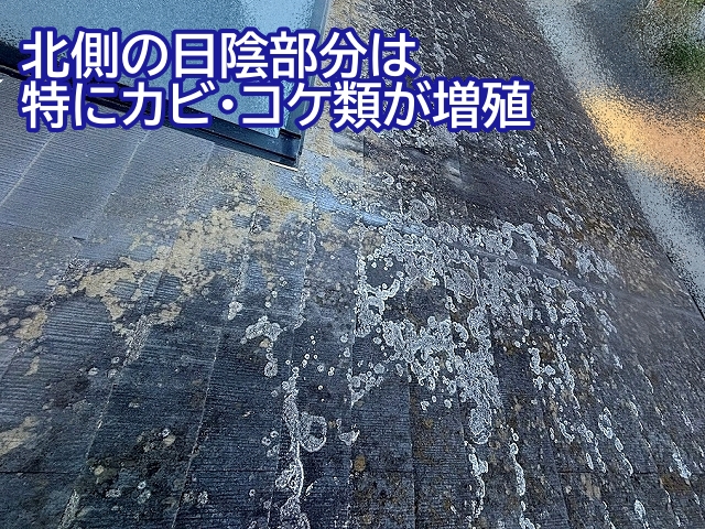 北側の日陰部分のスレート屋根に増殖したカビやコケ類