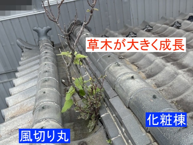 茨城町 和型瓦屋根を調査!棟瓦の葺き土に根付いた草木は取直しが必要