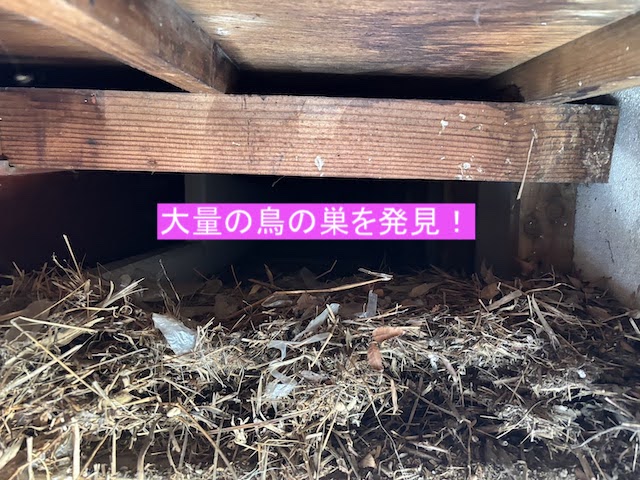 軒天内に入っていた大量の鳥の巣