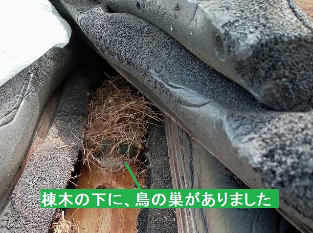 スポンジシーラーと棟木の空間に作られた鳥の巣
