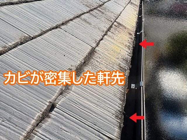 雨水が滞留しやすいスレート屋根の軒先にはカビが密集