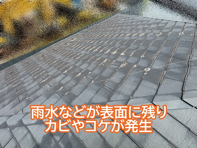 塗膜が傷み雨水が表面に残りやすくなりカビやコケが発生