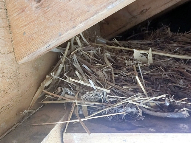 修理の前に軒天の奥まで続く鳥の巣はすべて撤去した方が望ましい