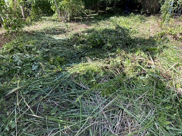 草刈り機で伐採された大量の雑草