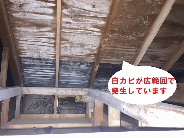 屋根全体に発生している白カビ