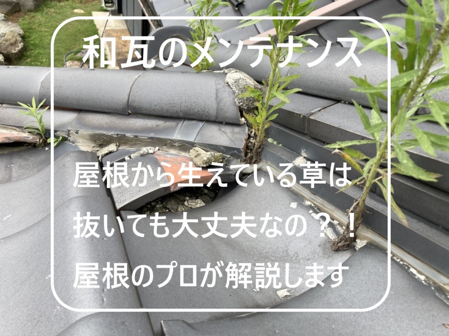 水戸市の化粧棟漆喰から生える草を抜くと棟崩れの恐れがあります