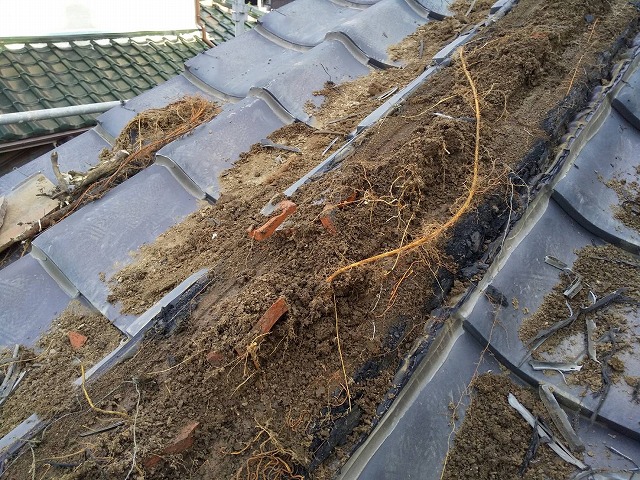 降り棟の葺き土部分に大量に根が張っている