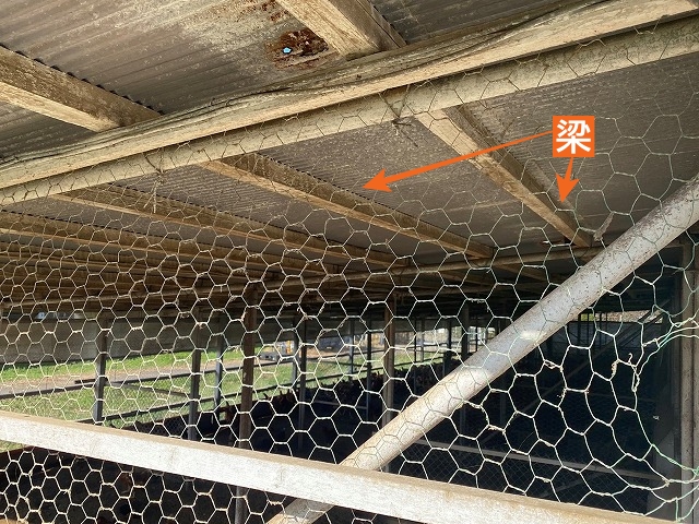養鶏小屋波板トタン屋根天井の梁を確認